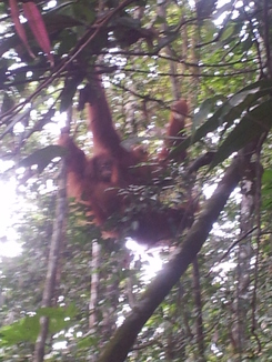 thumb_2011-Sumatra_499.jpg