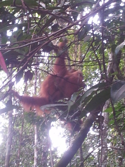 thumb_2011-Sumatra_500.jpg