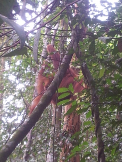 thumb_2011-Sumatra_501.jpg
