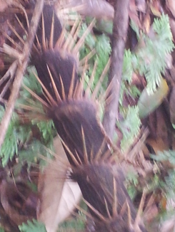 thumb_2011-Sumatra_504.jpg