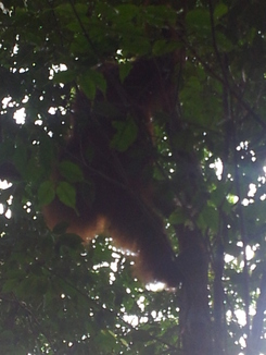 thumb_2011-Sumatra_505.jpg