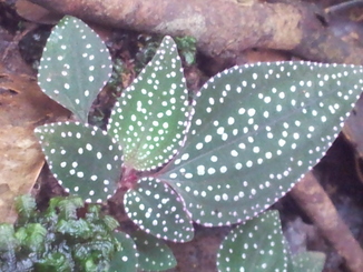 thumb_2011-Sumatra_510.jpg