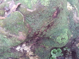 thumb_2011-Sumatra_511.jpg
