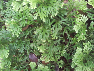 thumb_2011-Sumatra_512.jpg