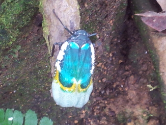 thumb_2011-Sumatra_517.jpg