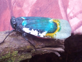 thumb_2011-Sumatra_519.jpg