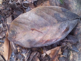 thumb_2011-Sumatra_522.jpg