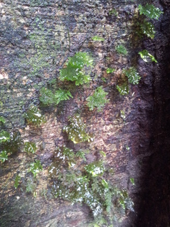 thumb_2011-Sumatra_523.jpg