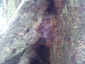 thumb_2011-Sumatra_528.jpg
