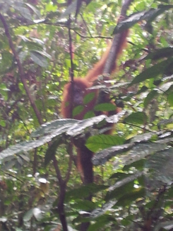 thumb_2011-Sumatra_535.jpg