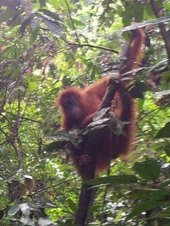 thumb_2011-Sumatra_536.jpg