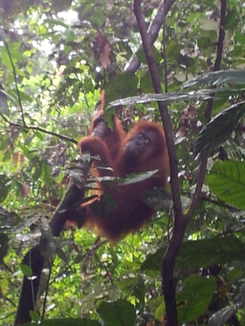 thumb_2011-Sumatra_540.jpg