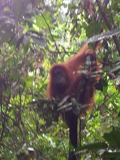 thumb_2011-Sumatra_542.jpg