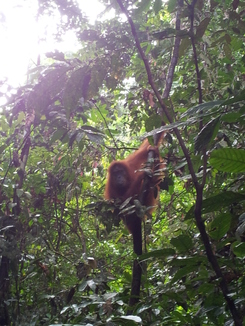 thumb_2011-Sumatra_543.jpg