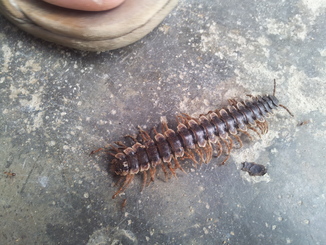 thumb_bukit_lewang_to_UK_012.jpg