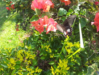 thumb_bukit_lewang_to_UK_055.jpg