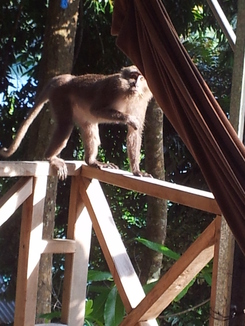 thumb_bukit_lewang_to_UK_058.jpg