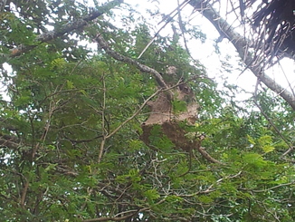 thumb_bukit_lewang_to_UK_070.jpg