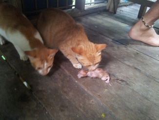 thumb_bukit_lewang_to_UK_072.jpg