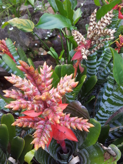 thumb_bukit_lewang_to_UK_100.jpg