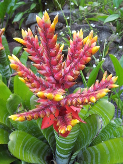 thumb_bukit_lewang_to_UK_101.jpg