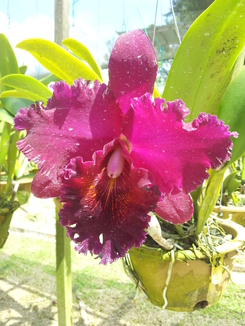 thumb_bukit_lewang_to_UK_105.jpg