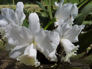 thumb_bukit_lewang_to_UK_106.jpg
