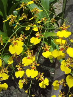 thumb_bukit_lewang_to_UK_107.jpg