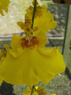 thumb_bukit_lewang_to_UK_108.jpg