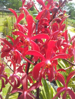 thumb_bukit_lewang_to_UK_109.jpg