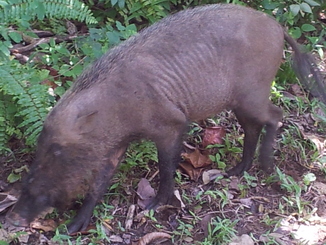 thumb_bukit_lewang_to_UK_120.jpg