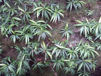 thumb_bukit_lewang_to_UK_152.jpg