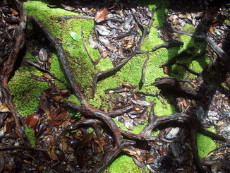 thumb_bukit_lewang_to_UK_158.jpg