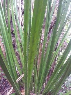 thumb_bukit_lewang_to_UK_161.jpg