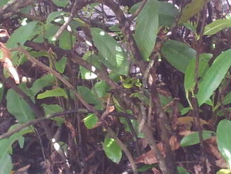 thumb_bukit_lewang_to_UK_164.jpg