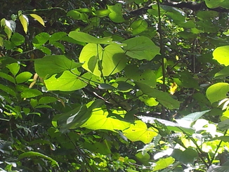 thumb_bukit_lewang_to_UK_165.jpg