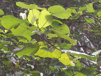 thumb_bukit_lewang_to_UK_166.jpg