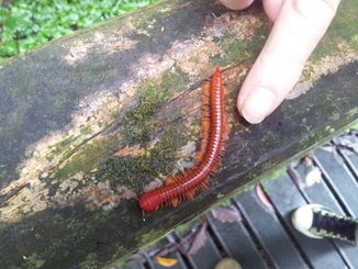 thumb_bukit_lewang_to_UK_168.jpg