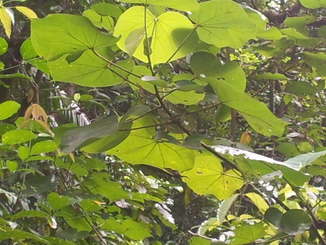 thumb_bukit_lewang_to_UK_171.jpg