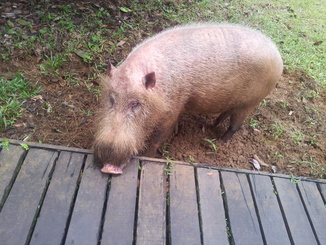 thumb_bukit_lewang_to_UK_173.jpg