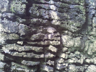 thumb_bukit_lewang_to_UK_250.jpg