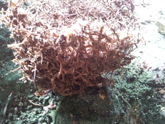 thumb_bukit_lewang_to_UK_266.jpg