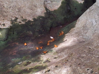 thumb_bukit_lewang_to_UK_274.jpg