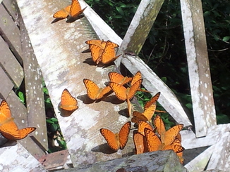 thumb_bukit_lewang_to_UK_276.jpg
