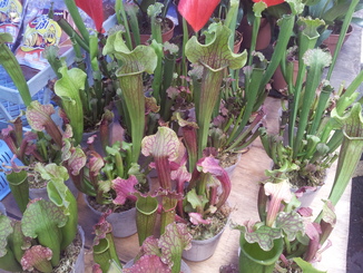 thumb_bukit_lewang_to_UK_364.jpg