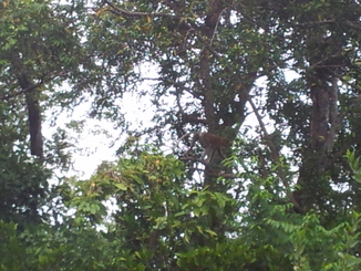 thumb_bukit_lewang_to_UK_387.jpg