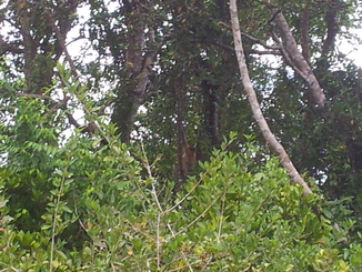 thumb_bukit_lewang_to_UK_398.jpg