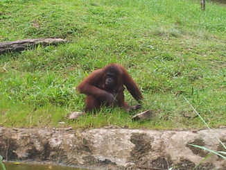 thumb_bukit_lewang_to_UK_408.jpg