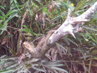 thumb_bukit_lewang_to_UK_411.jpg