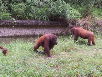 thumb_bukit_lewang_to_UK_413.jpg